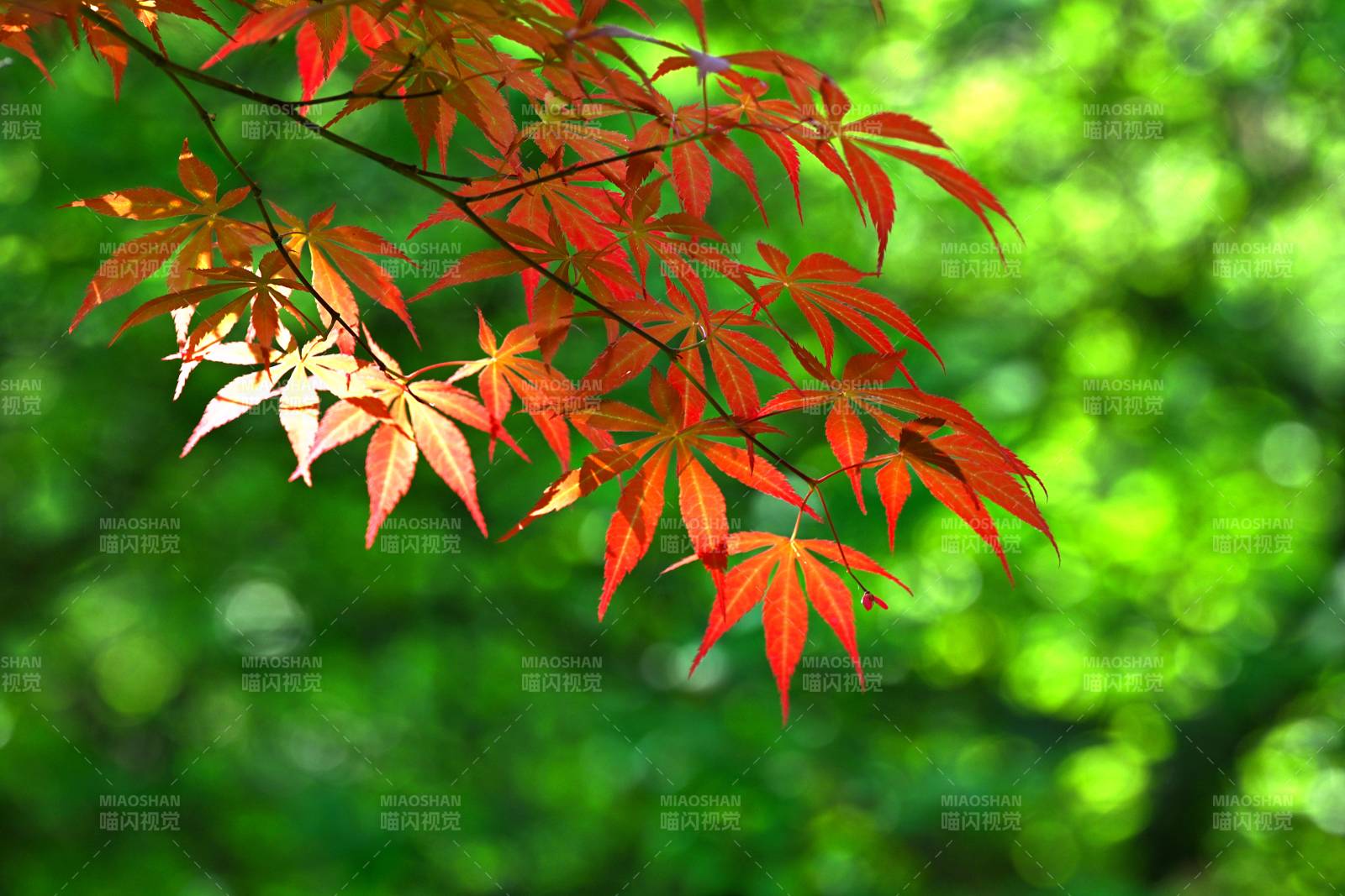 红枫映绿 春意现图片