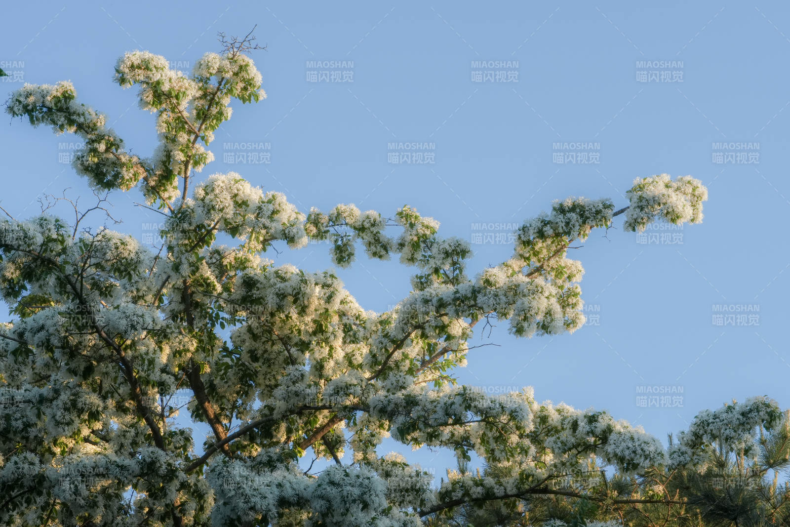 白花满枝映蓝天图片