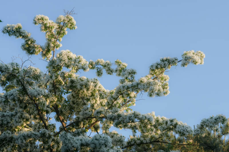 白花满枝映蓝天图片