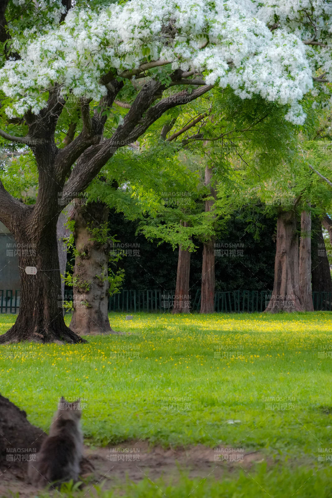 花树下 猫静坐春园中图片