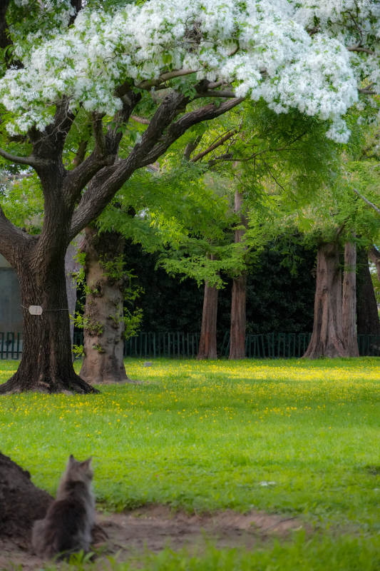 花树下 猫静坐春园中图片