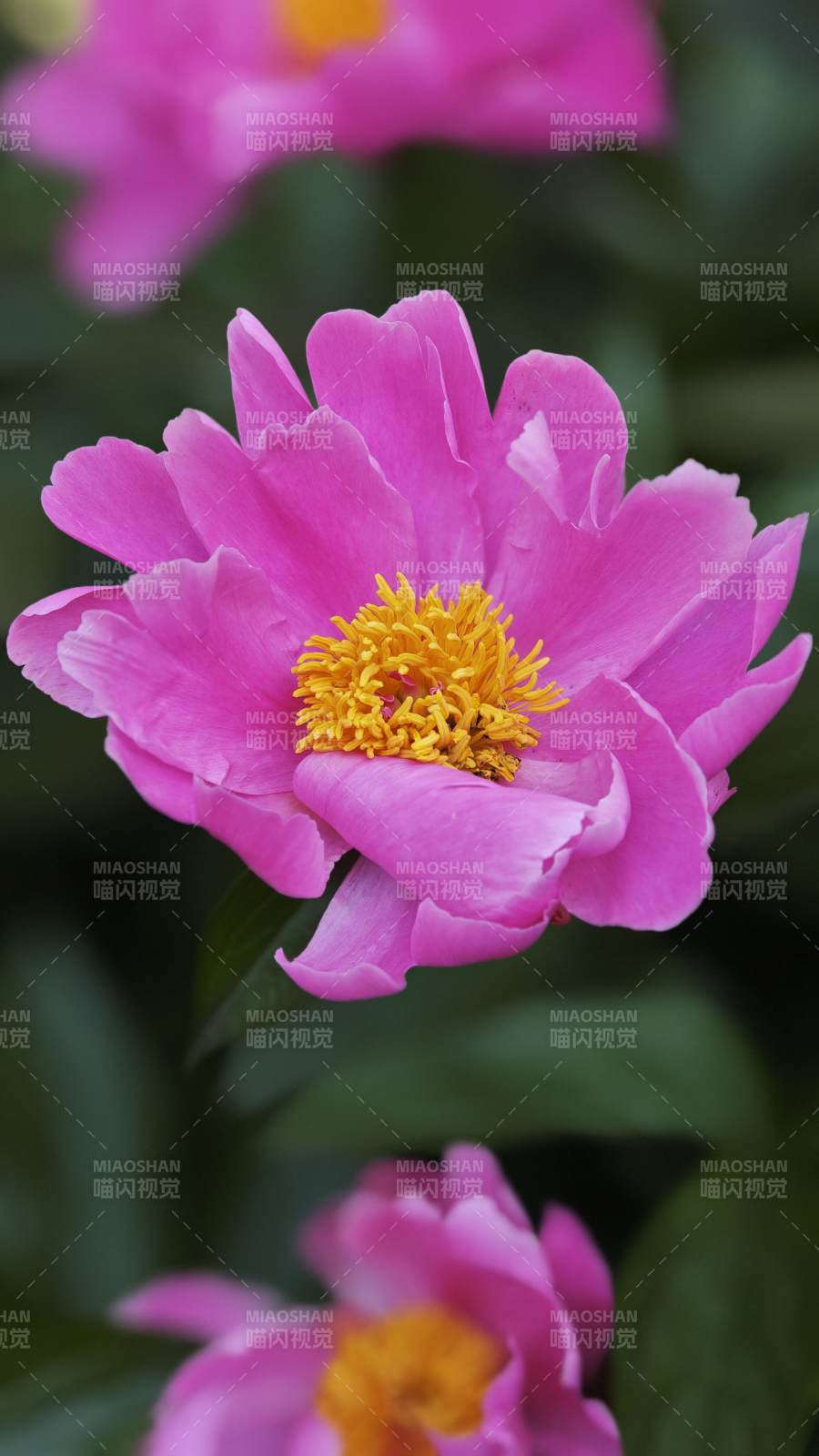 粉芍药绽放 黄蕊映春光图片