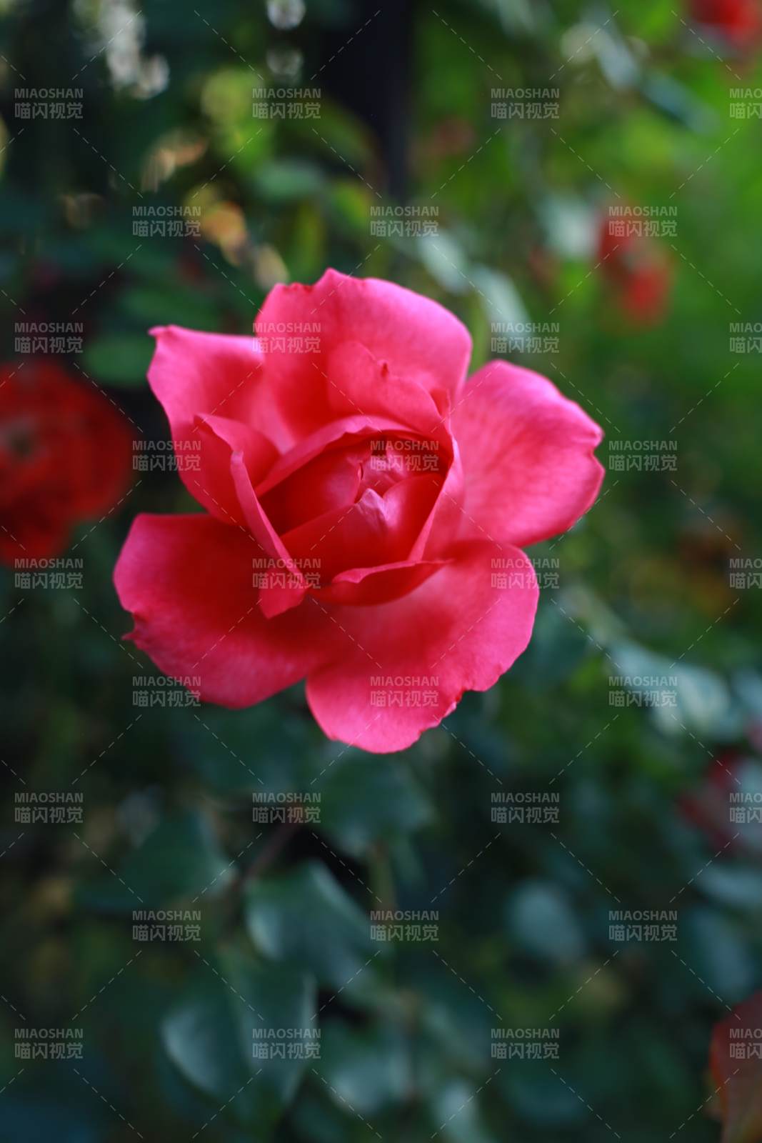 粉红玫瑰绽放于绿意中图片