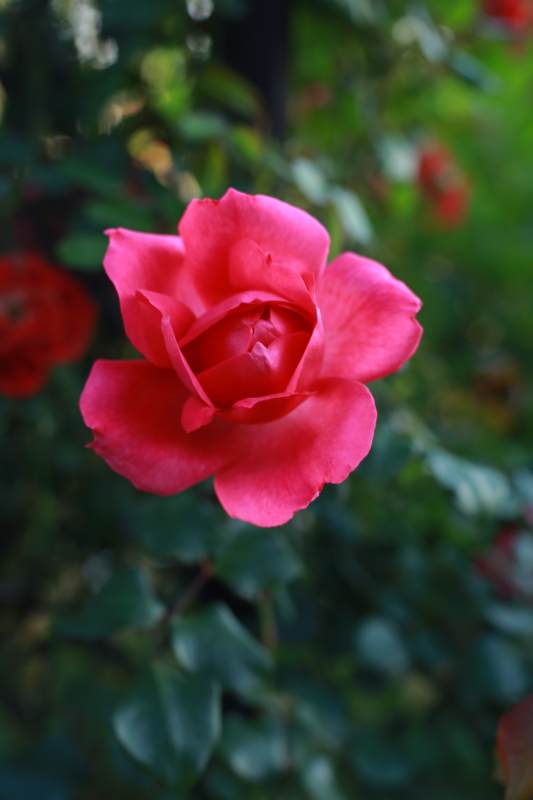 粉红玫瑰绽放于绿意中图片