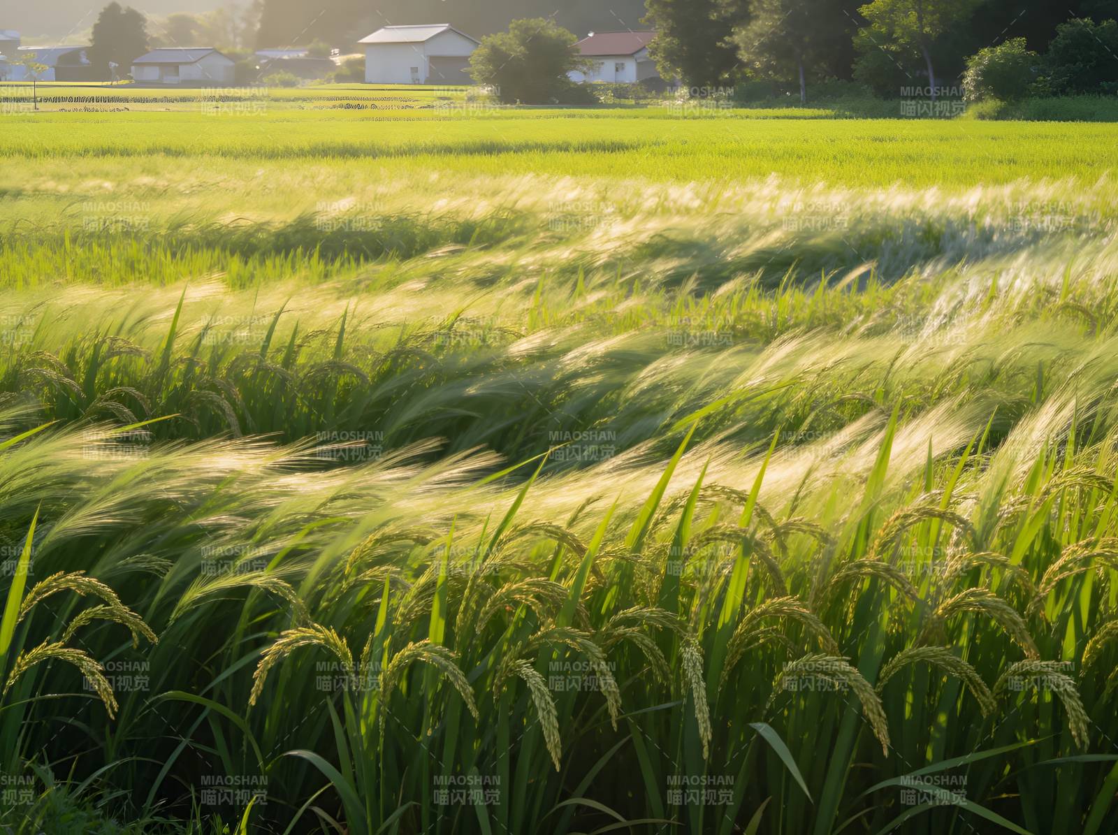 风吹稻浪 金绿相间图片