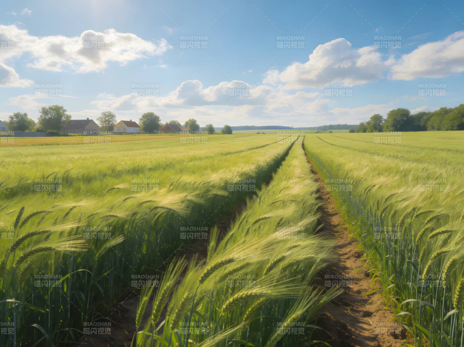 麦田小径 云下田园诗图片