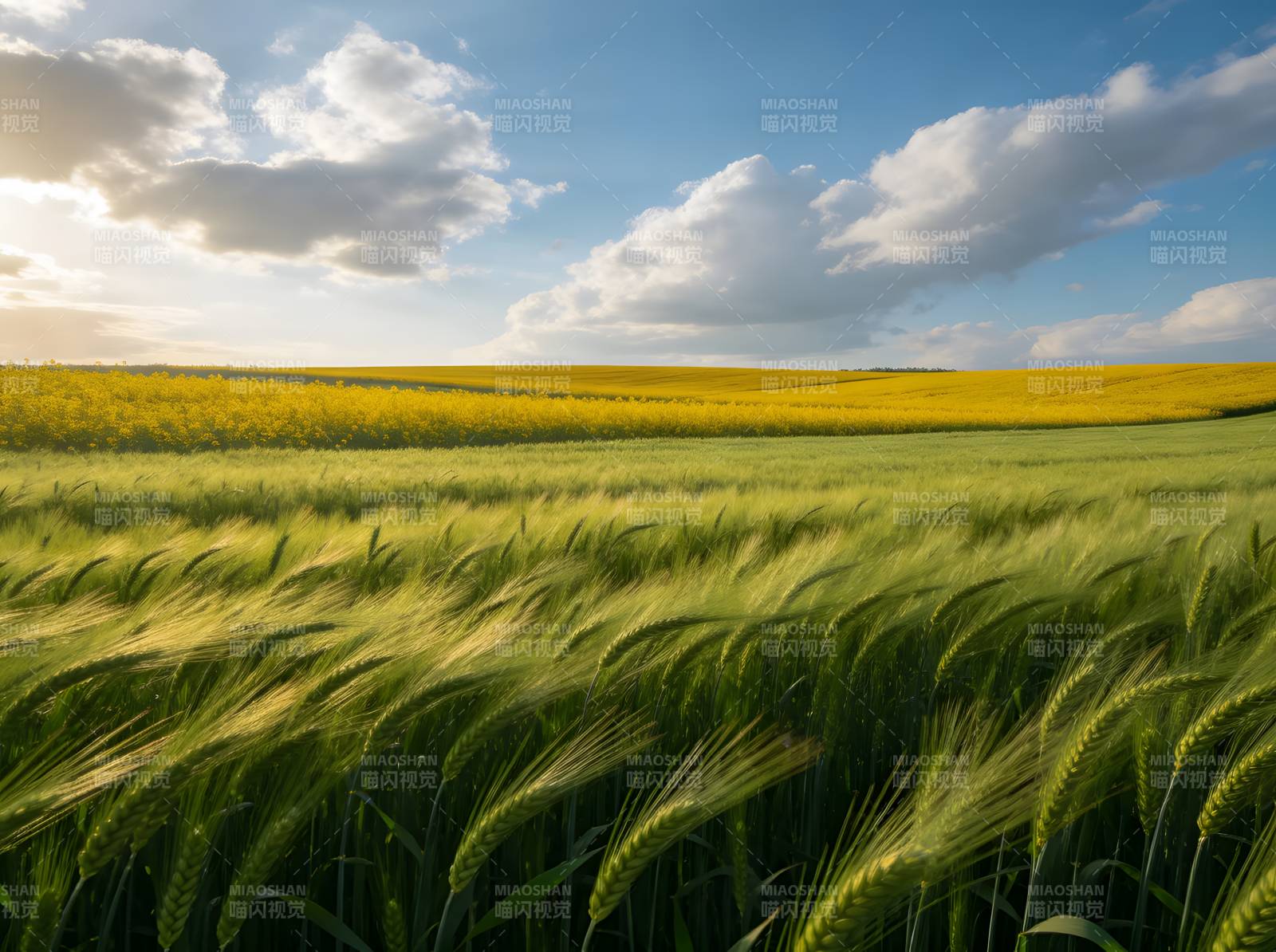 麦田金黄 云影轻拂田野图片