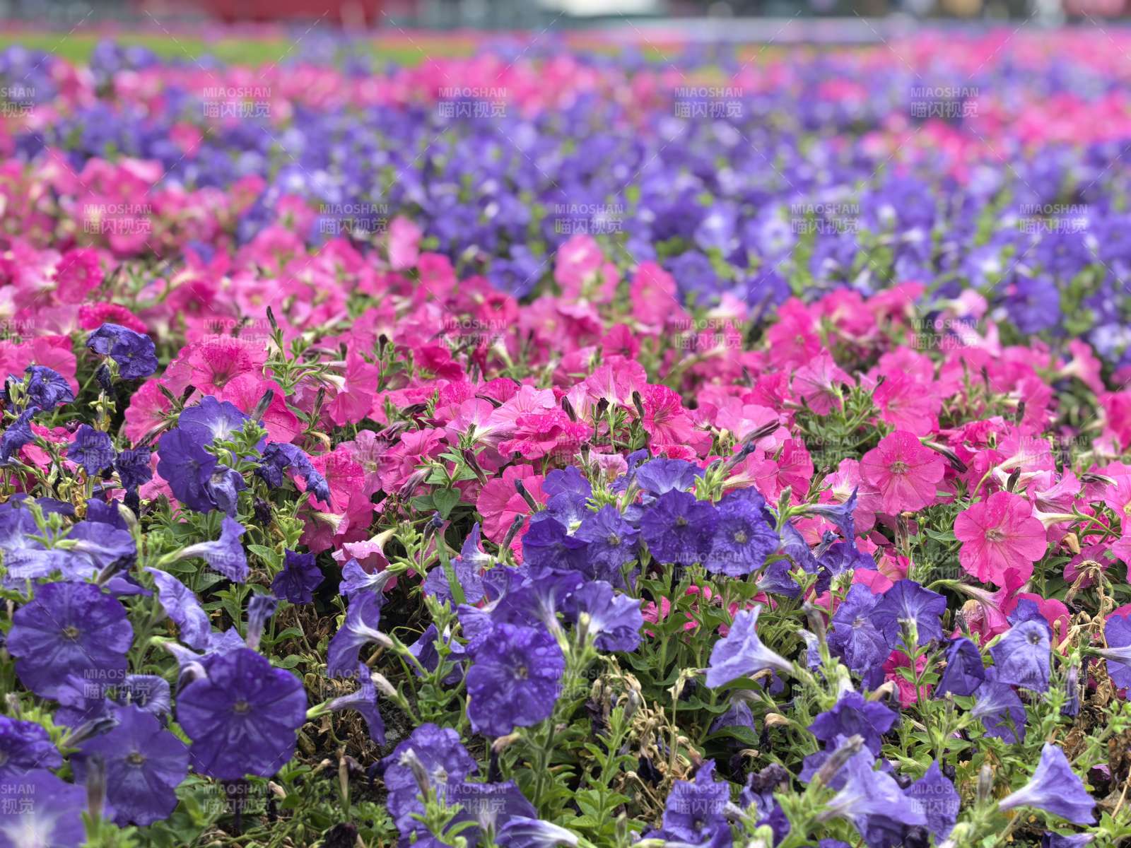 紫粉花海 绚烂如梦图片