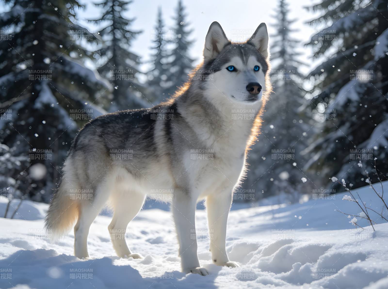 雪林蓝眼哈士奇图片
