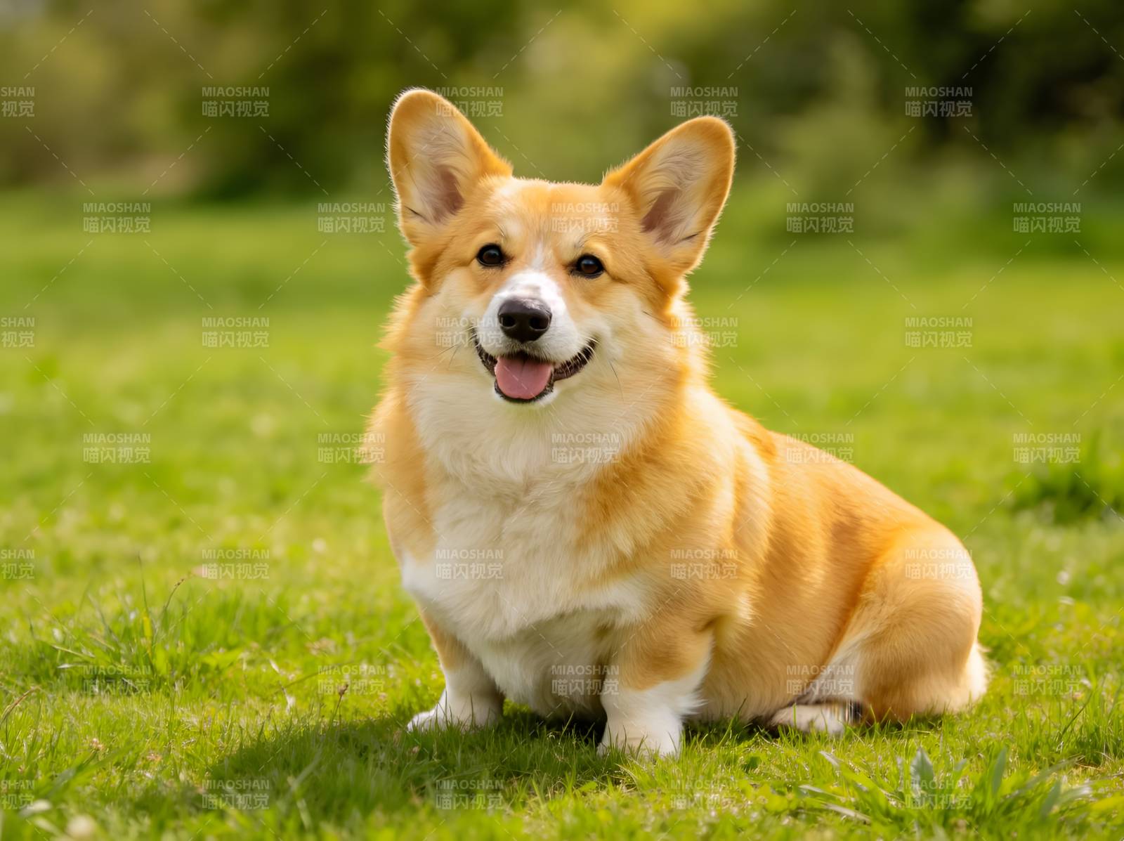 草地上微笑的柯基犬图片