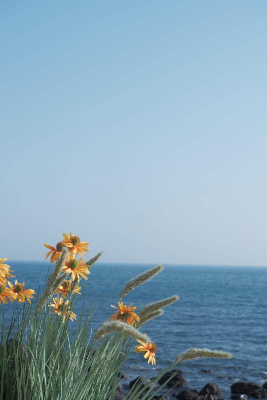 海边野花迎风摇曳图片