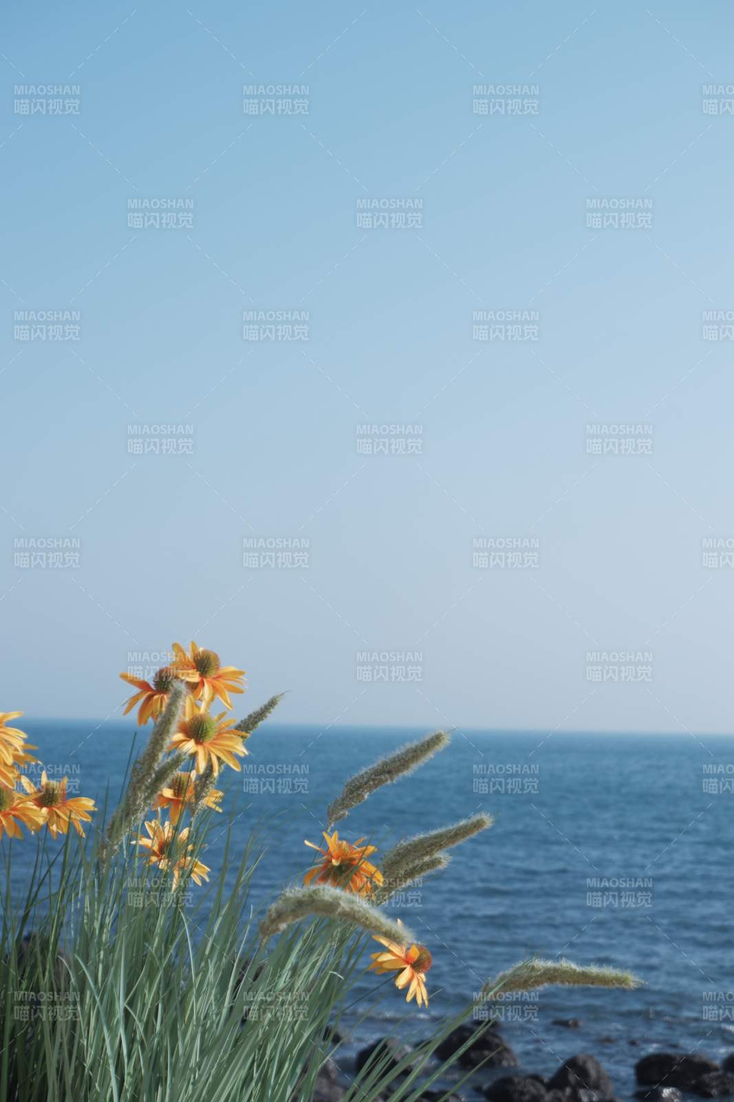 海边野花迎风摇曳图片