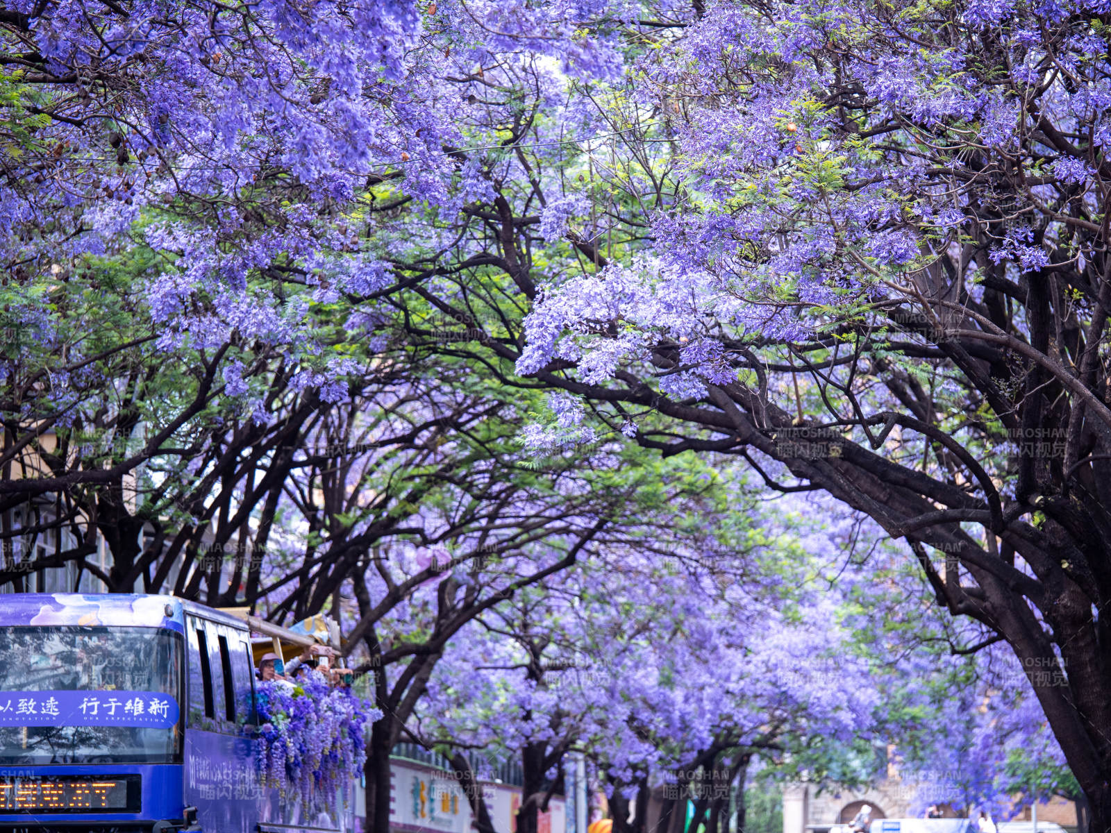 昆明教场中路的梦幻蓝花楹街景图片
