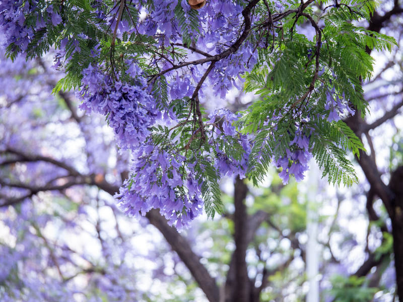 紫花满枝 绿意盎然图片