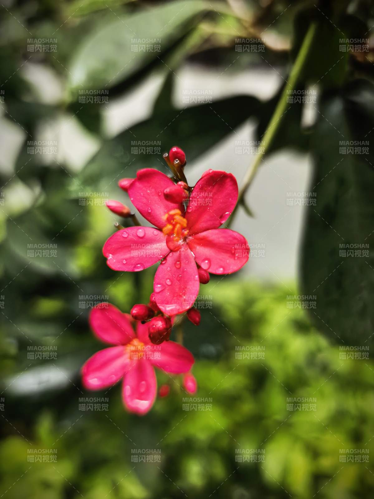 雨后红花 娇艳欲滴图片