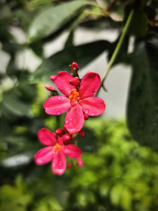 雨后红花 娇艳欲滴图片