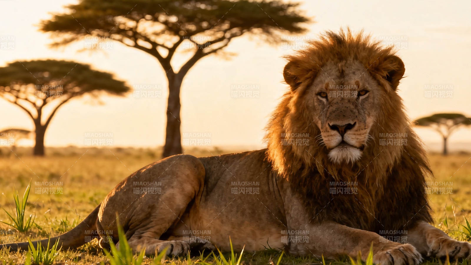 草原雄狮 夕阳下的王者图片