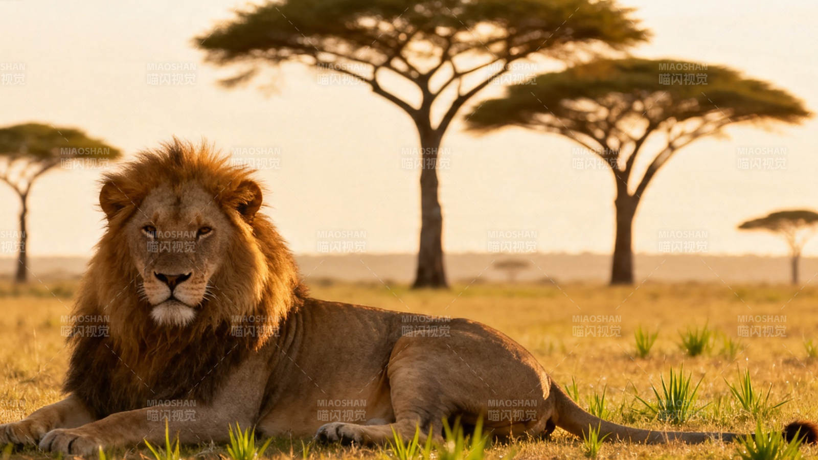 草原雄狮静卧夕阳下图片