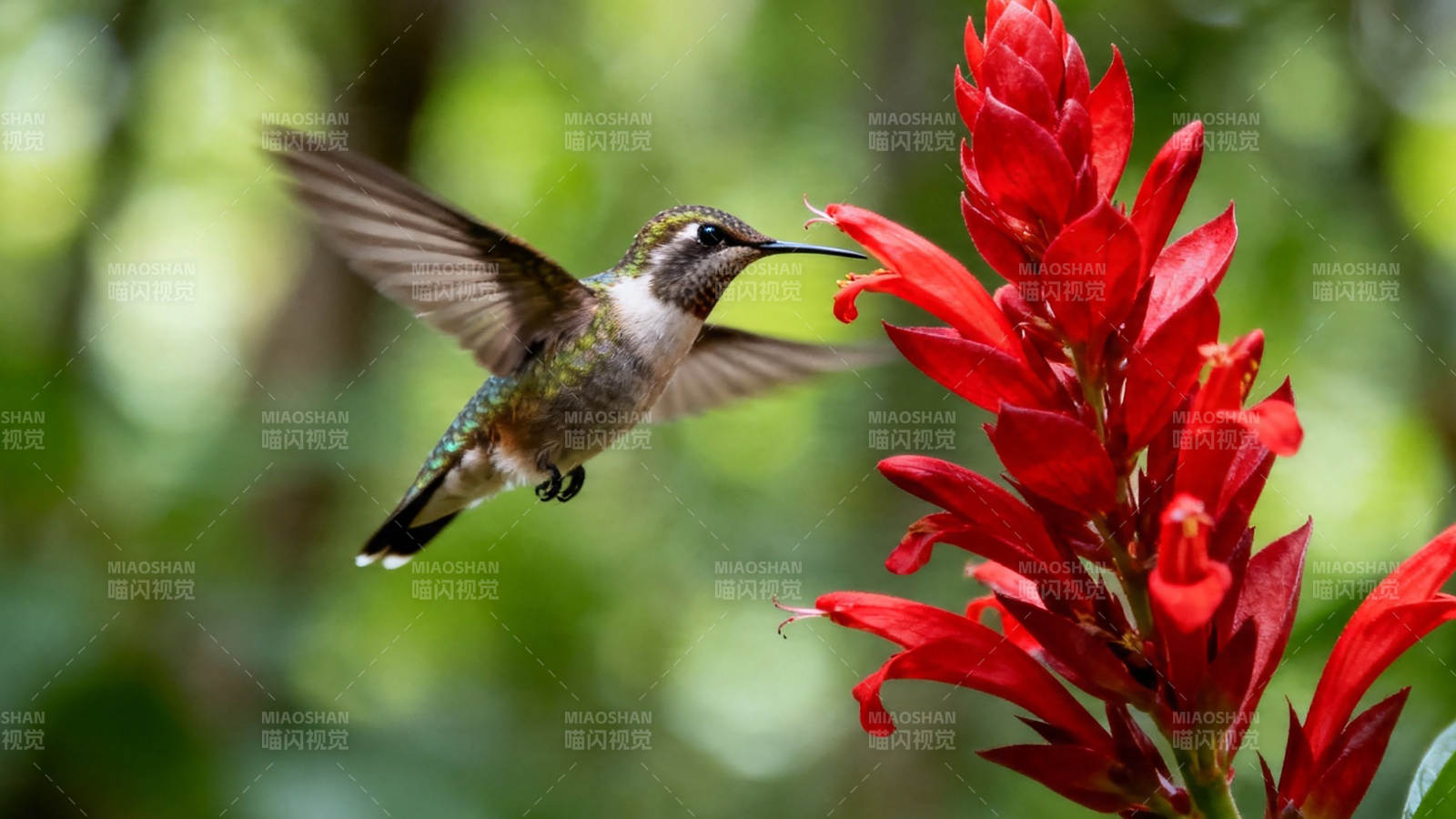 蜂鸟采红花蜜图片