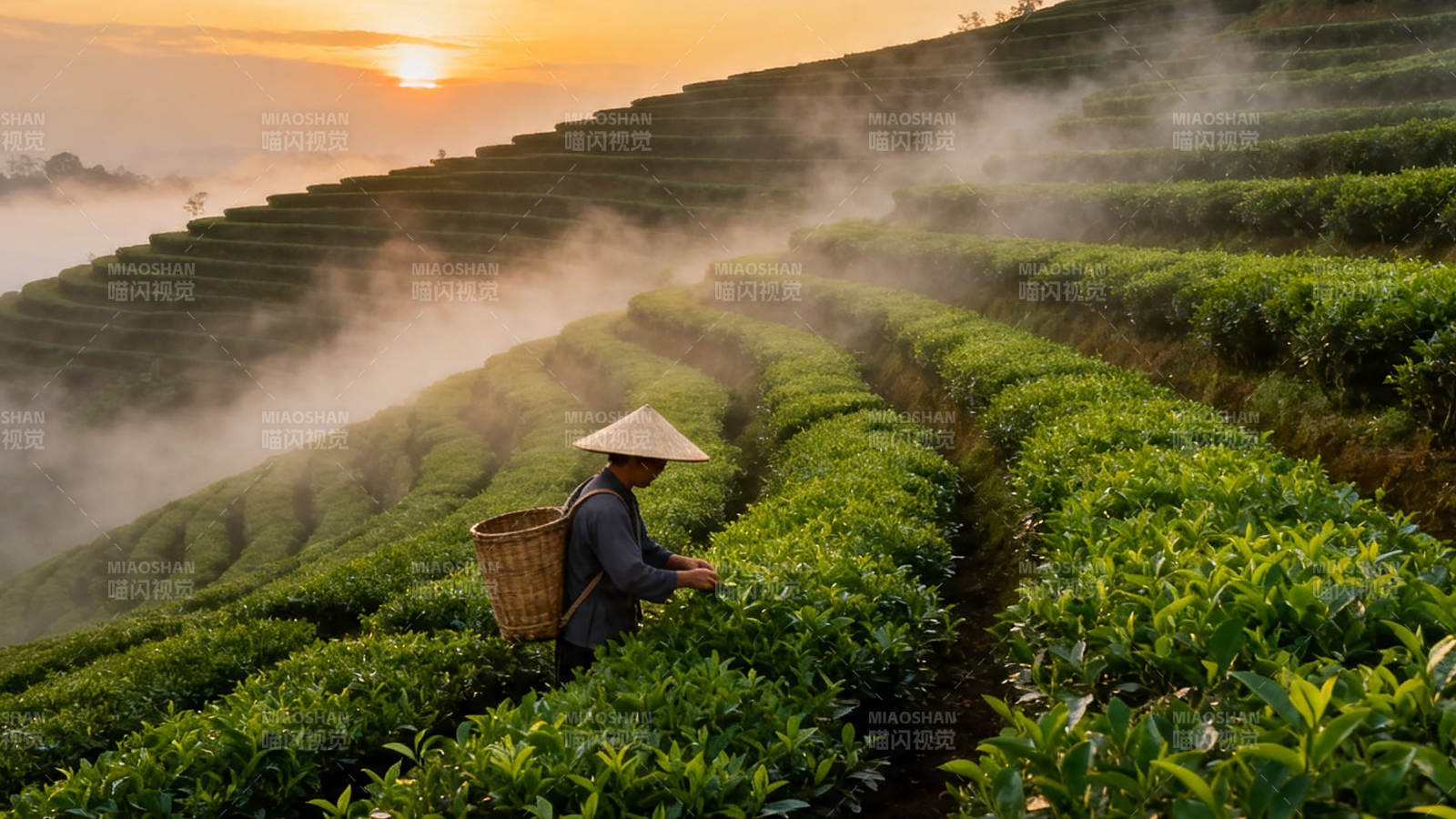 晨雾采茶人图片