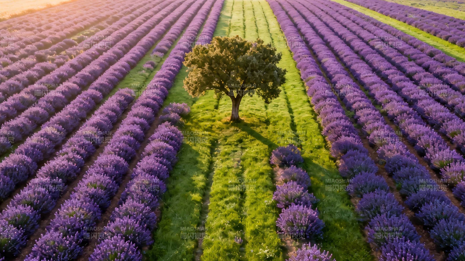 薰衣草田中孤树夕照图片