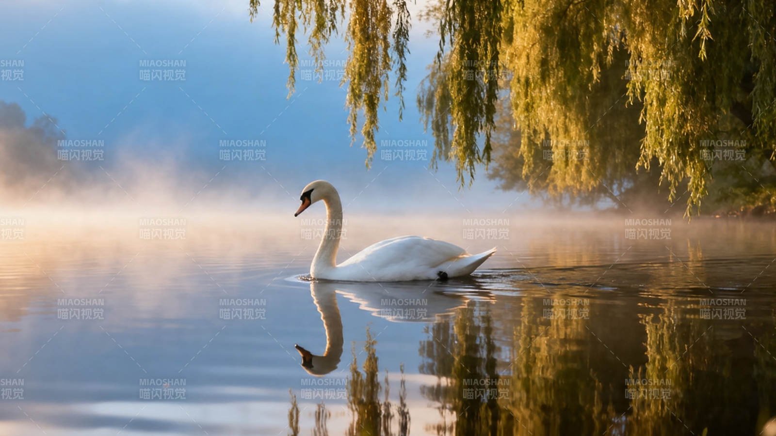晨雾天鹅柳影静湖图图片