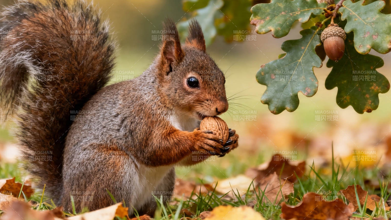 松鼠抱果 秋日林间趣图片