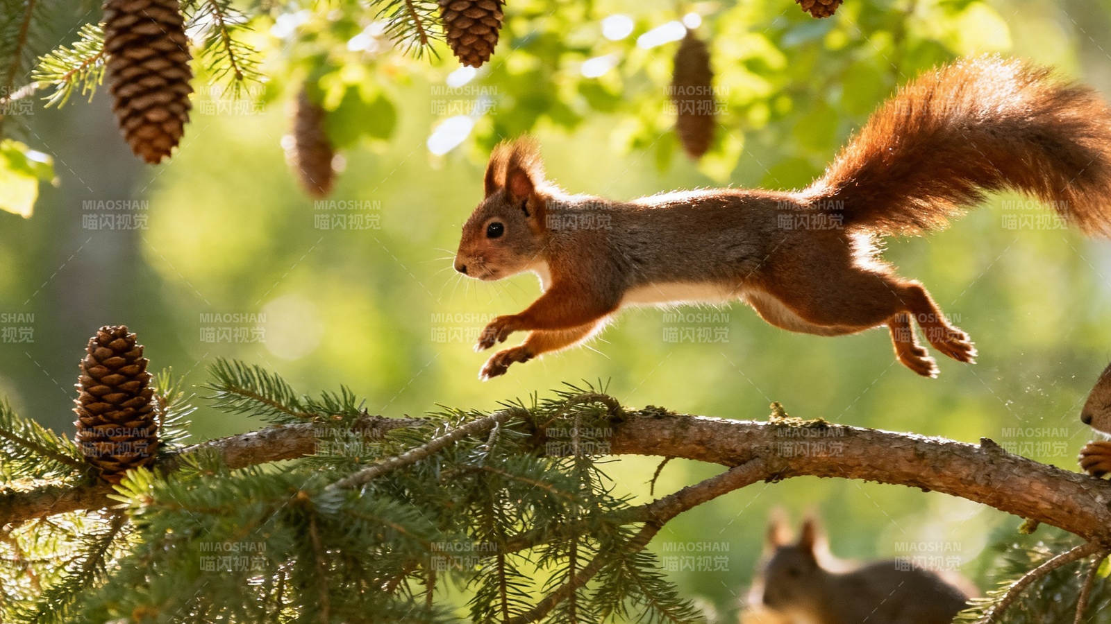 松鼠跃枝间 松果挂满树图片