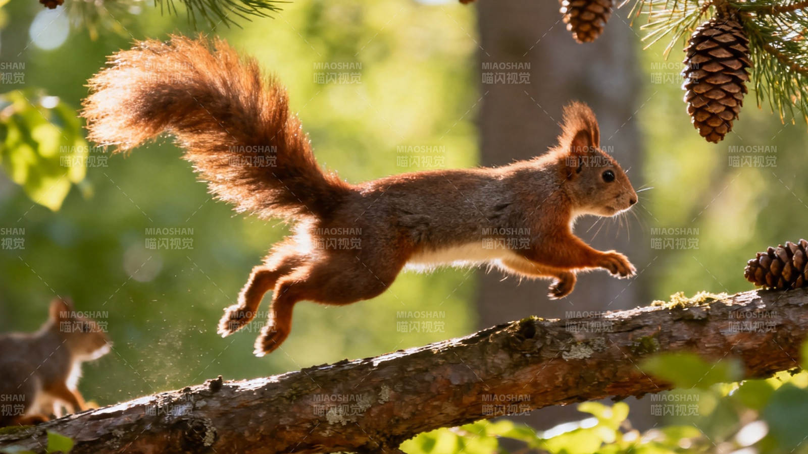 松鼠跃枝 松果悬空图片