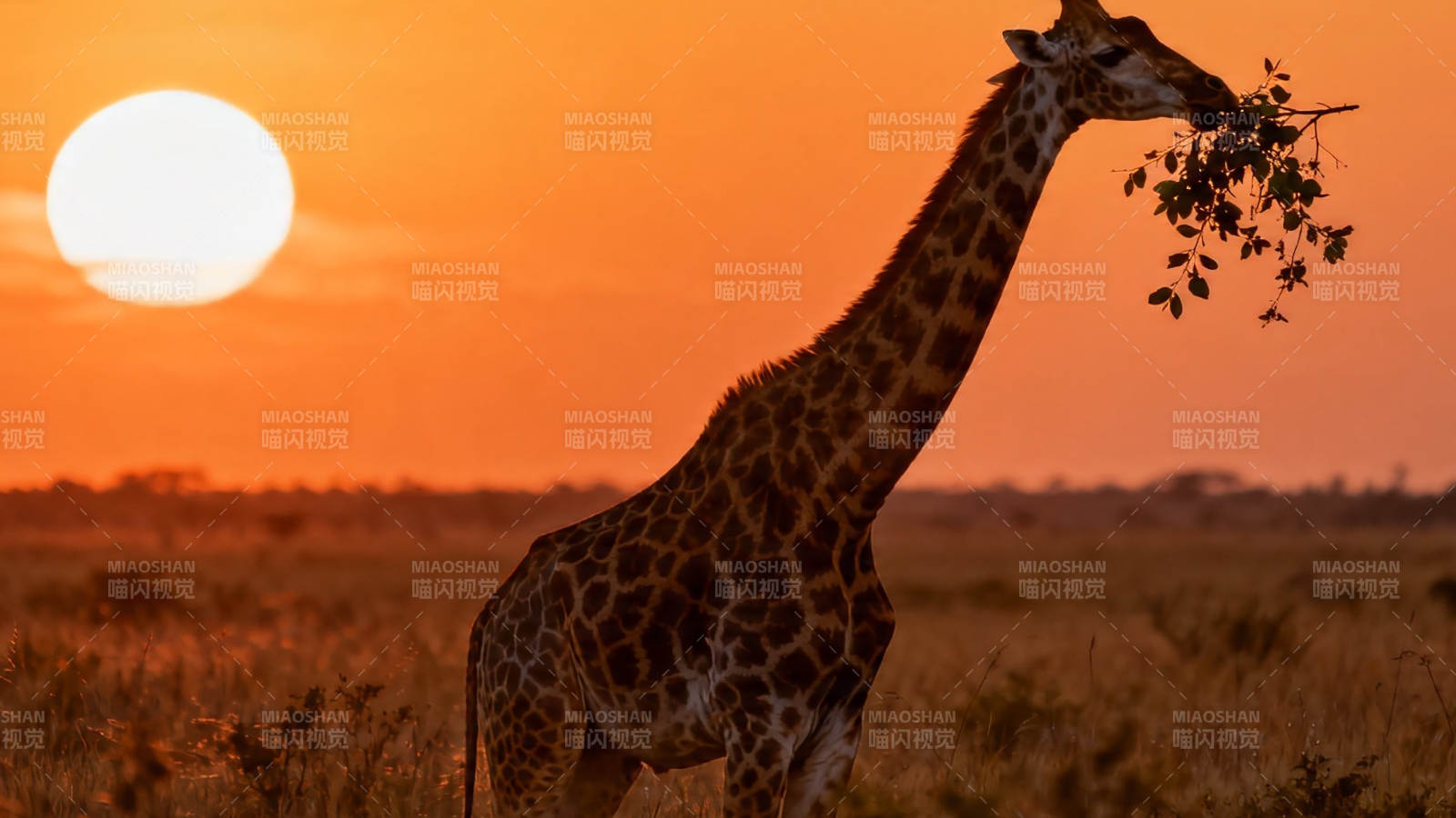 夕阳下长颈鹿食叶剪影图片