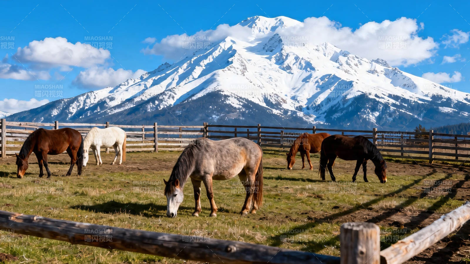 雪山下马群悠然吃草图片