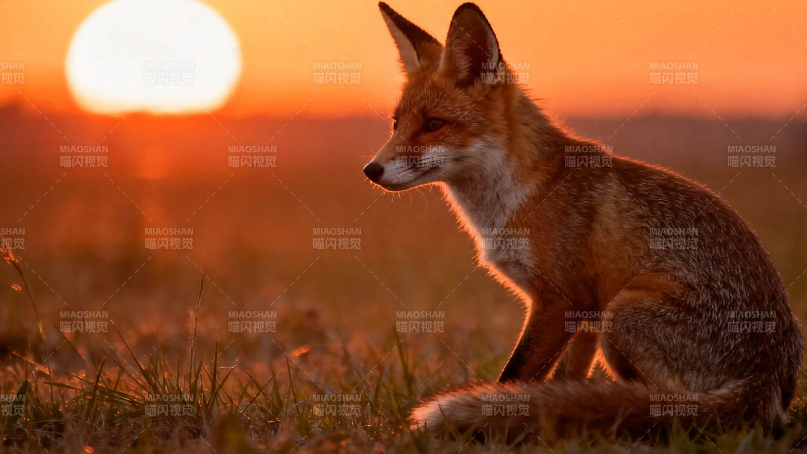 夕阳下的红狐静坐草野图片