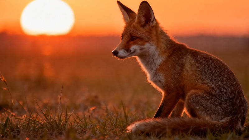 夕阳下的红狐静坐草野图片