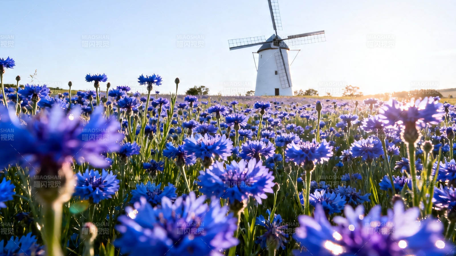 风车下的蓝花田图片