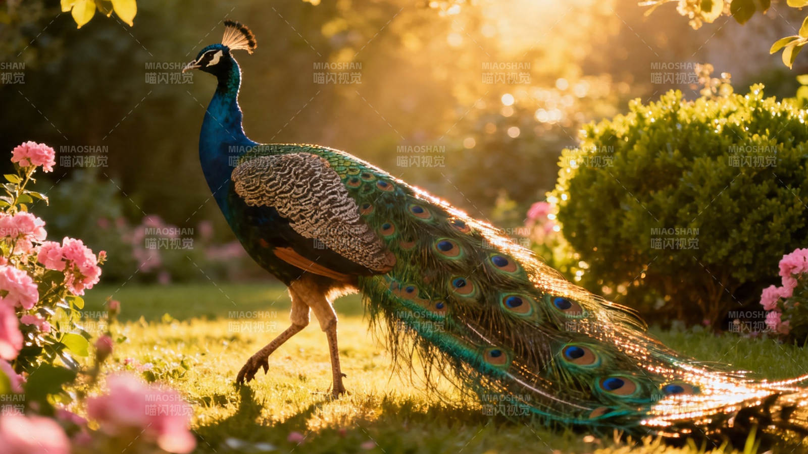 孔雀漫步花间 金光熠熠图片