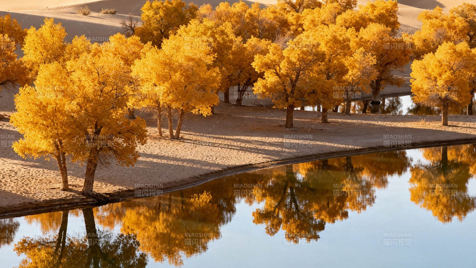 金秋胡杨映水 沙漠奇观图片