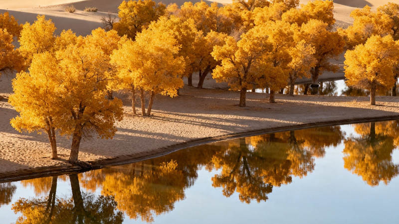 金秋胡杨映水 沙漠奇观图片