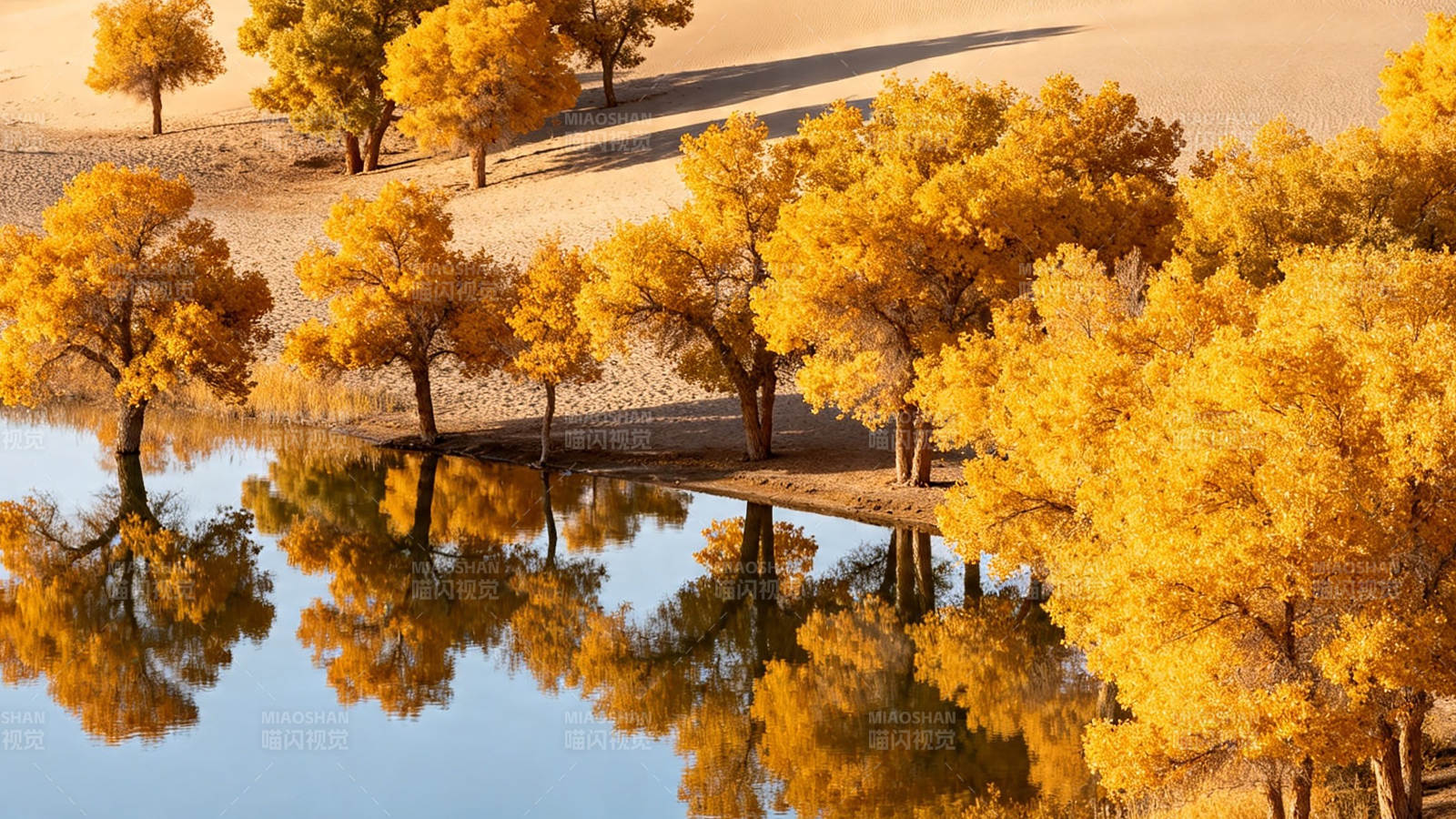 金秋胡杨映水 大漠如画图片