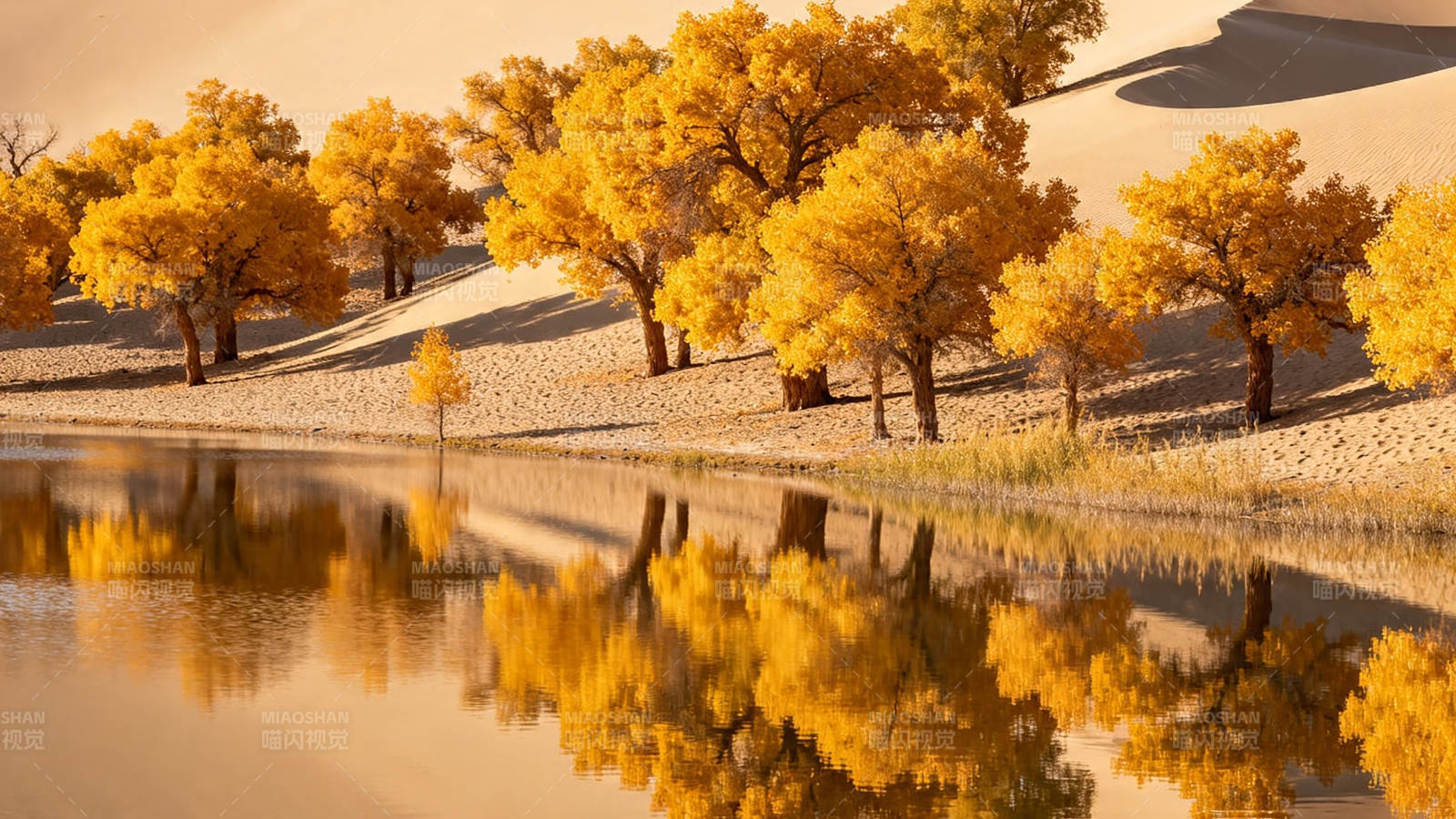金秋胡杨映水 沙漠如画图片