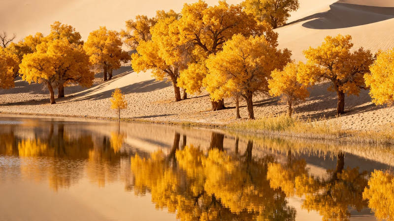 金秋胡杨映水 沙漠如画图片