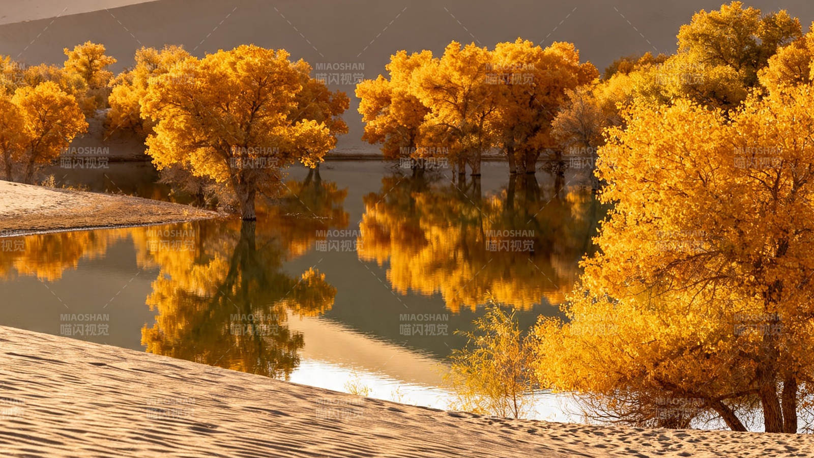 金秋胡杨映水 沙海如画图片