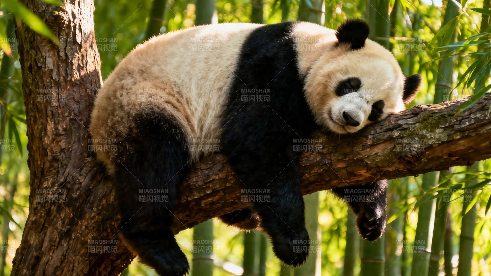 熊猫树上酣睡萌态十足图片