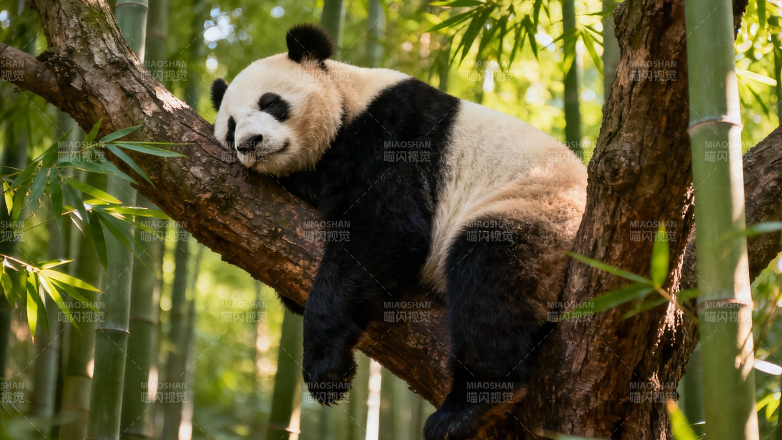 熊猫树上酣睡 竹林环绕图片