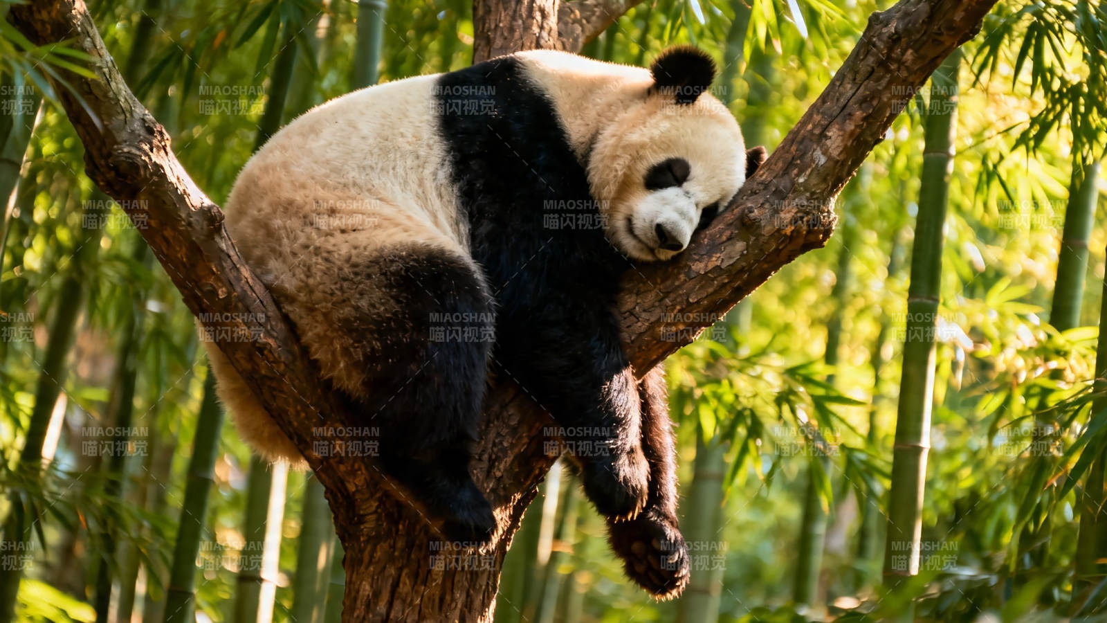 熊猫树上酣睡 竹林环绕图片