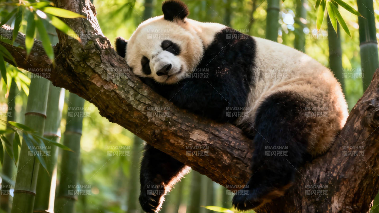 熊猫树上酣睡 竹林环绕图片