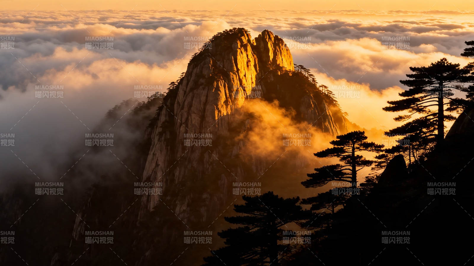 云海金峰 松影如画图片