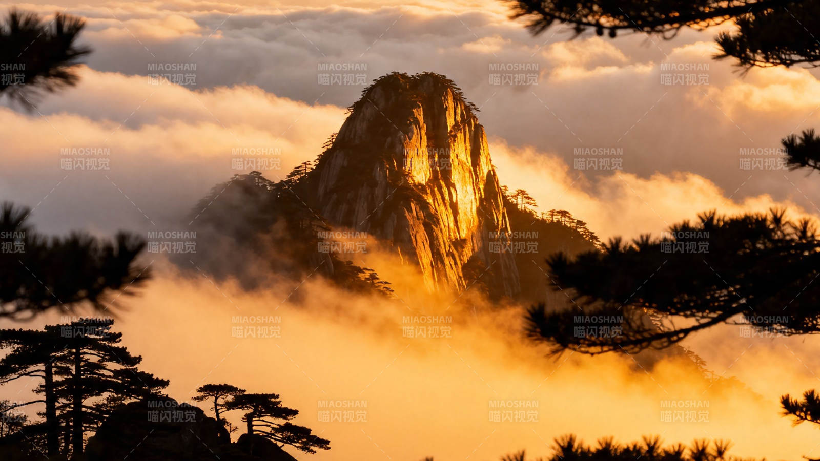 云海金峰 松影如画图片