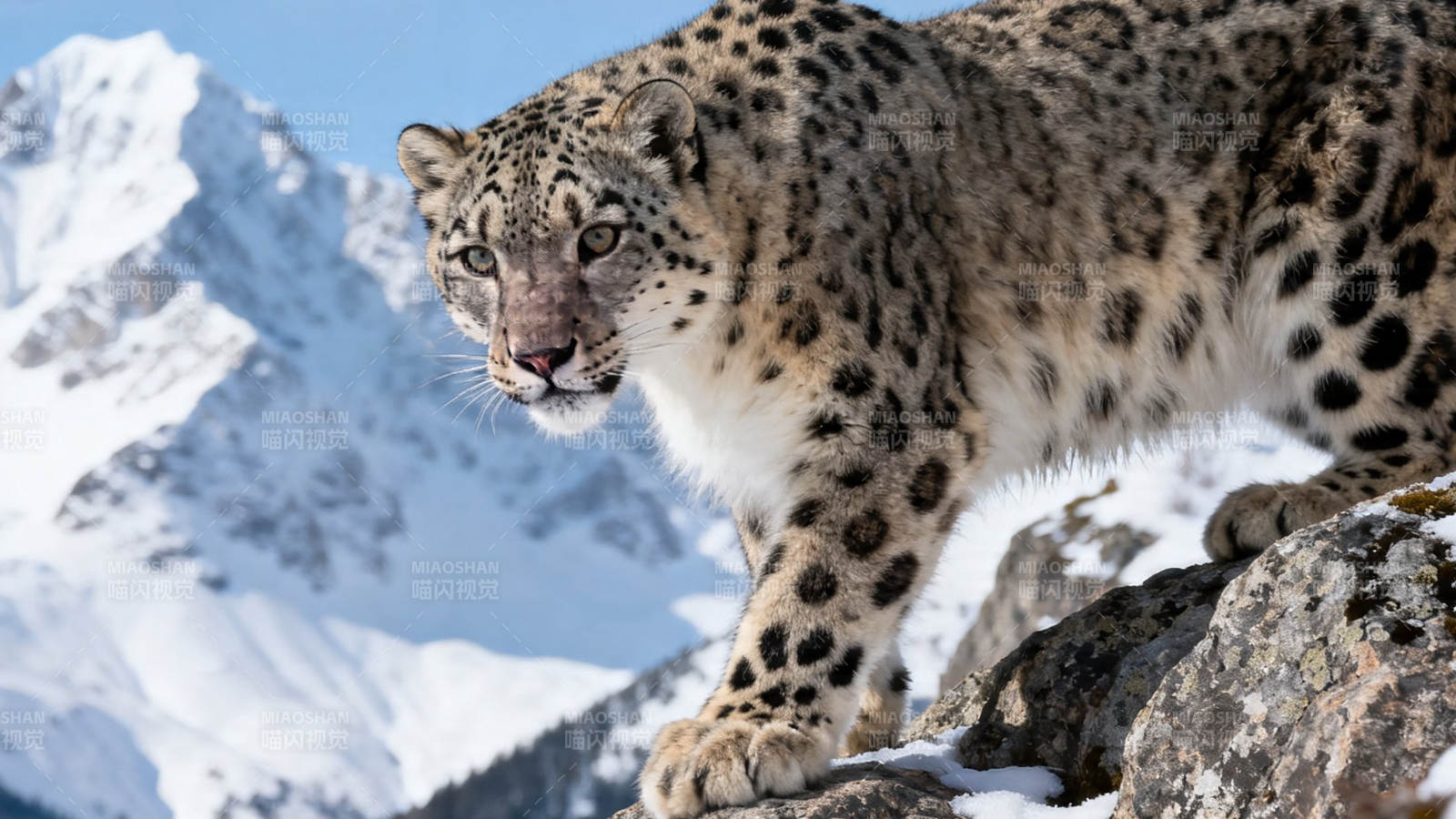 雪豹立岩 雪山为背景图片