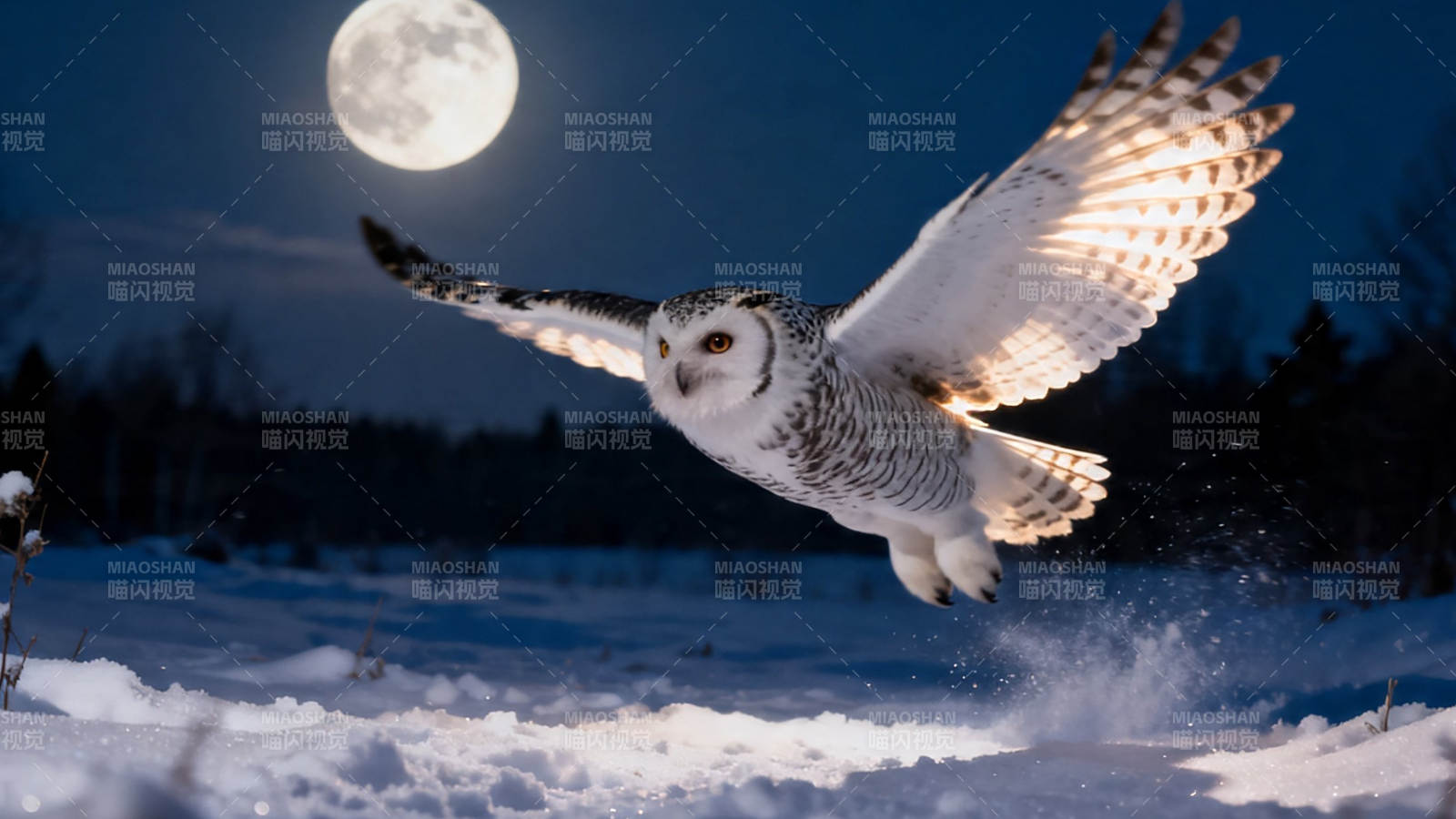 月夜雪鸮展翅飞图片