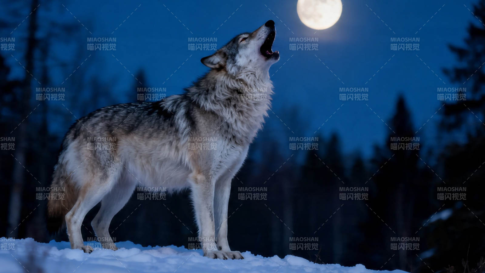 月夜狼嚎 雪林孤影图片